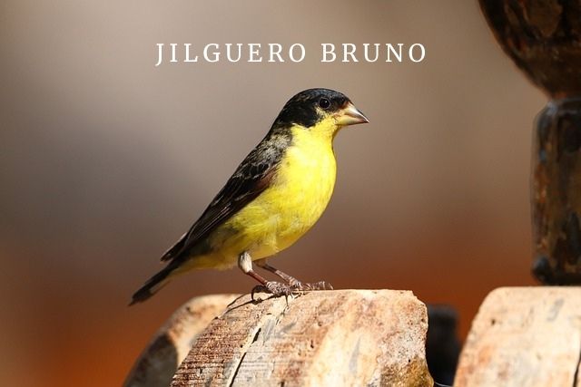 Jilguero Bruno